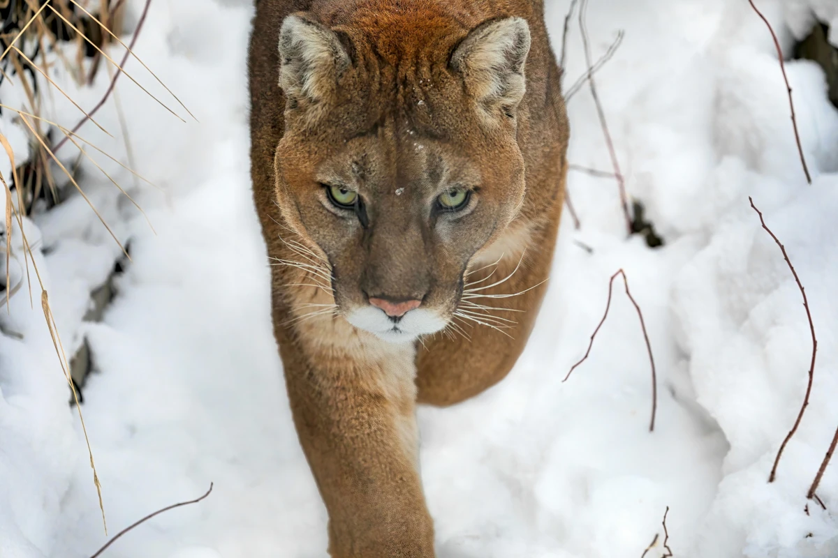 A cougar walks in snow.