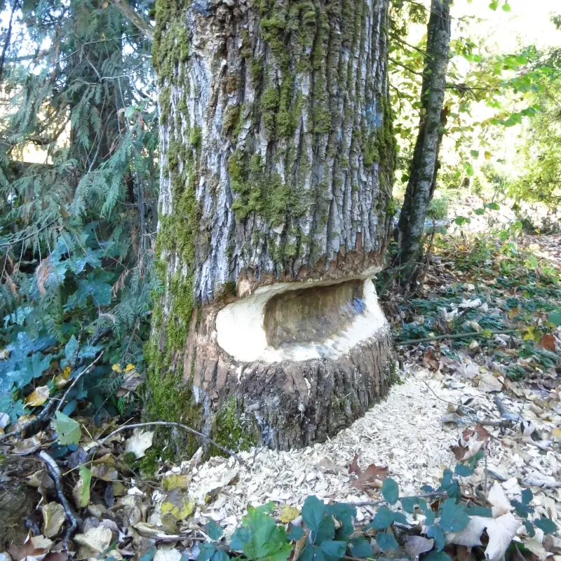 A large cottonwood tree chewed by a beaver.