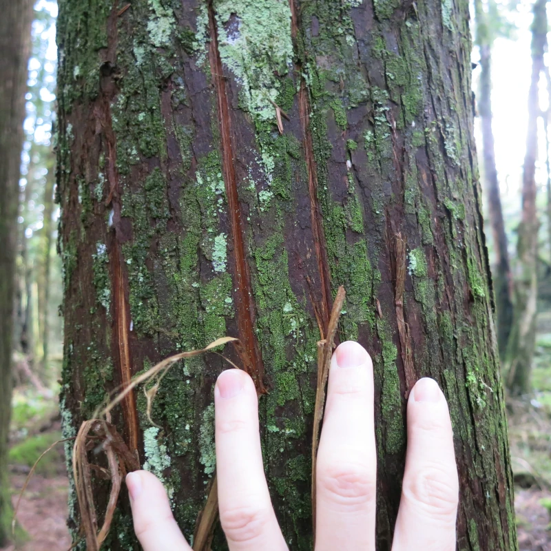 Four claw marks in the bark of a tree are compared to a hand.