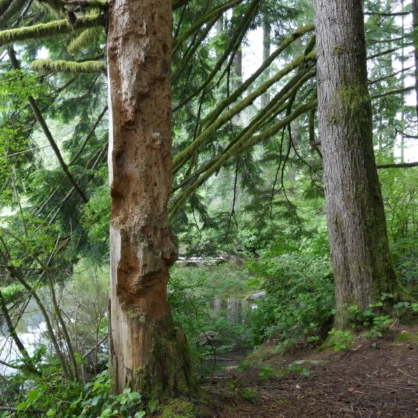 One tree by a pond is damaged by woodpeckers.