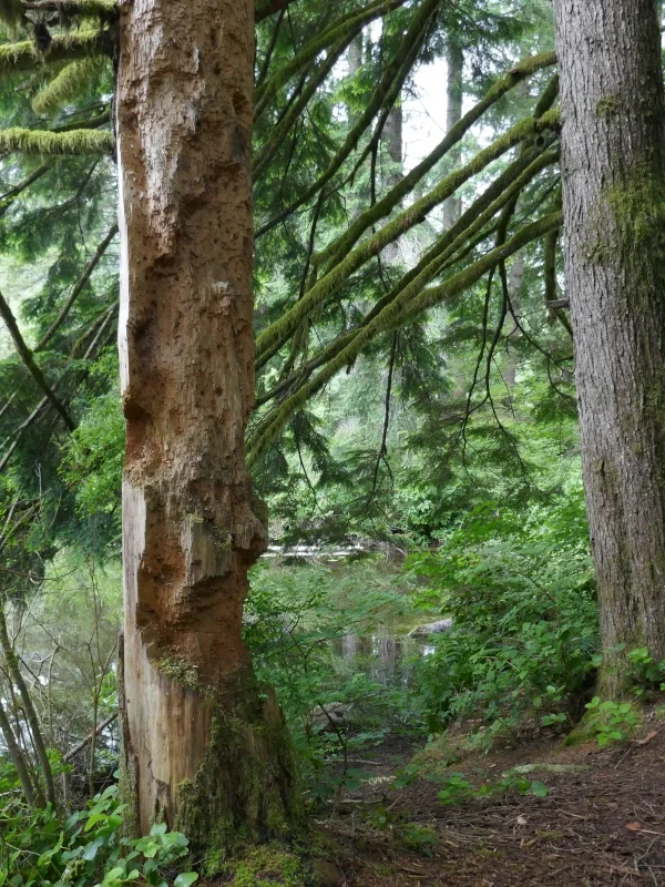 One tree by a pond is damaged by woodpeckers.