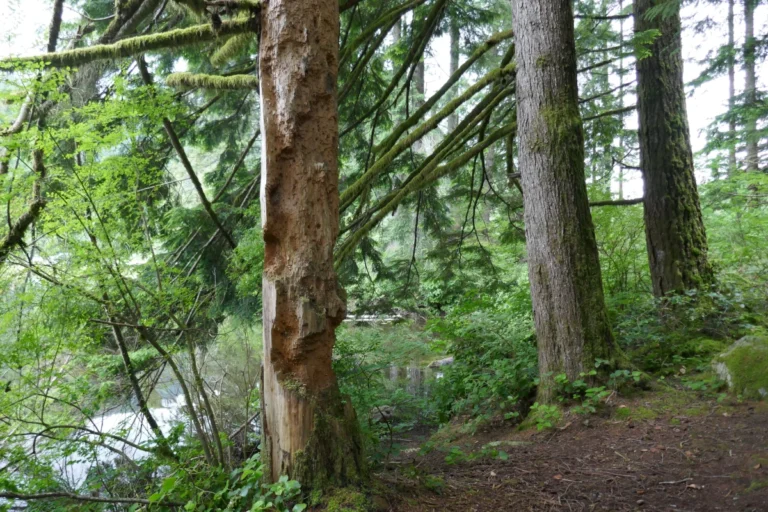 One tree by a pond is damaged by woodpeckers.