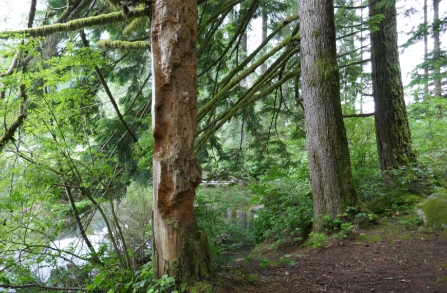 One tree by a pond is damaged by woodpeckers.