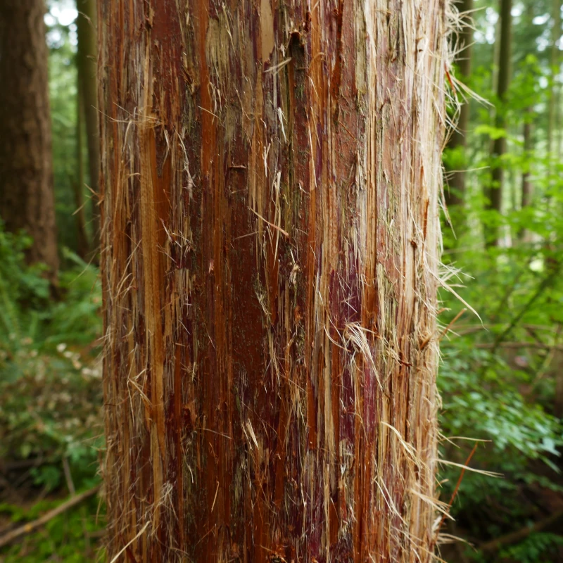 A cedar tree is shown with wildlife-scratched bark.