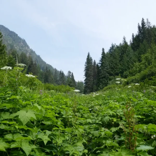 Dewdney Trail overgrowth with valley views.