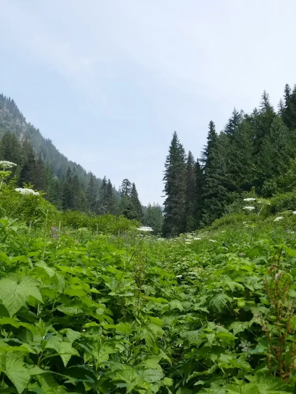 Dewdney Trail overgrowth with valley views.