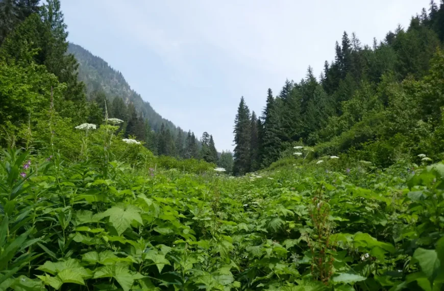 Dewdney Trail overgrowth with valley views.