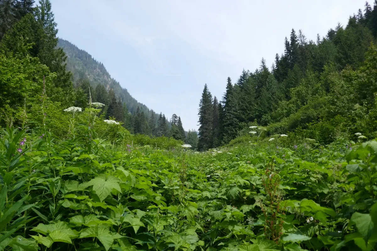 Dewdney Trail overgrowth with valley views.