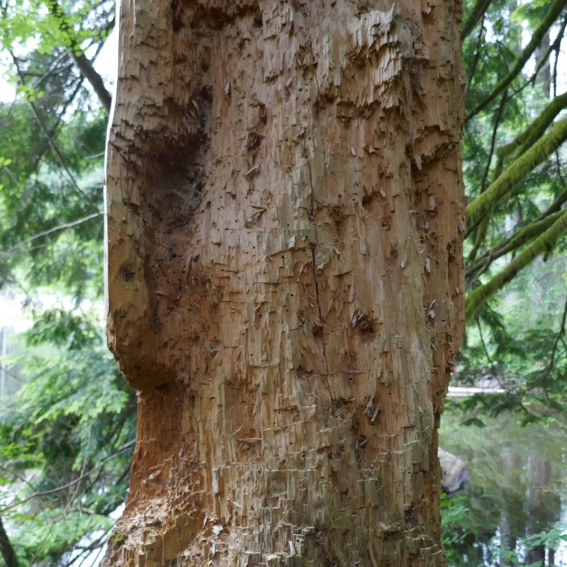 A close up of a tree damaged by a pileated woodpecker.