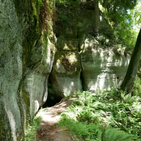 A small cave is seen in a cliff in the forest.