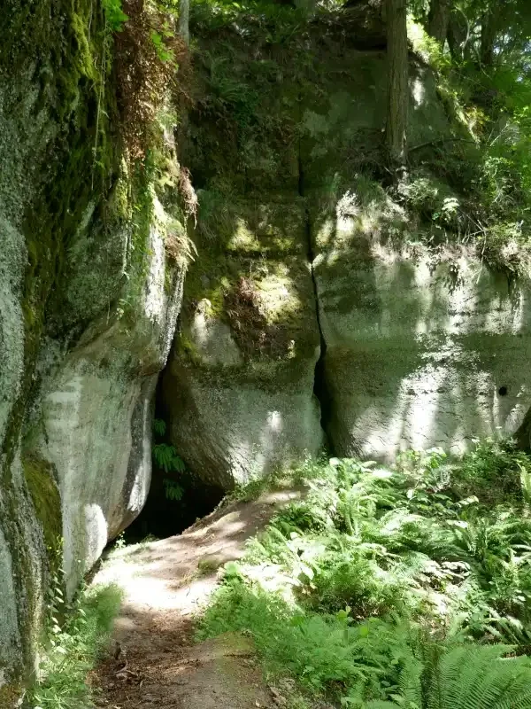 A small cave is seen in a cliff in the forest.