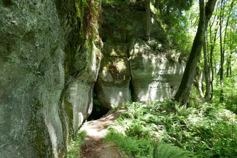 A small cave is seen in a cliff in the forest.
