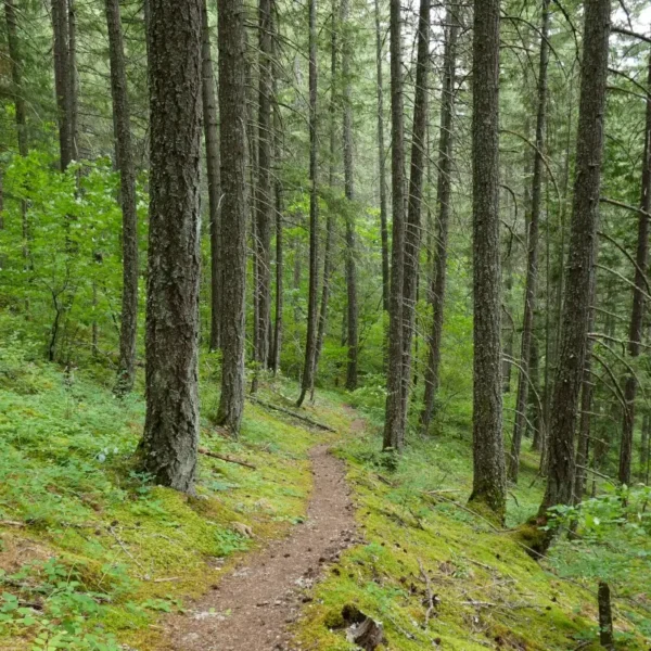 The Tikwalus Heritage Trail in is shown prior to wildfire.