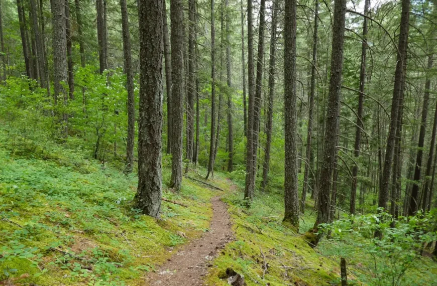 The Tikwalus Heritage Trail in is shown prior to wildfire.