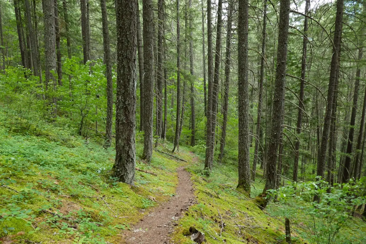 The Tikwalus Heritage Trail in is shown prior to wildfire.